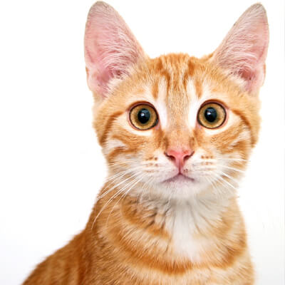 orange cat orange cat