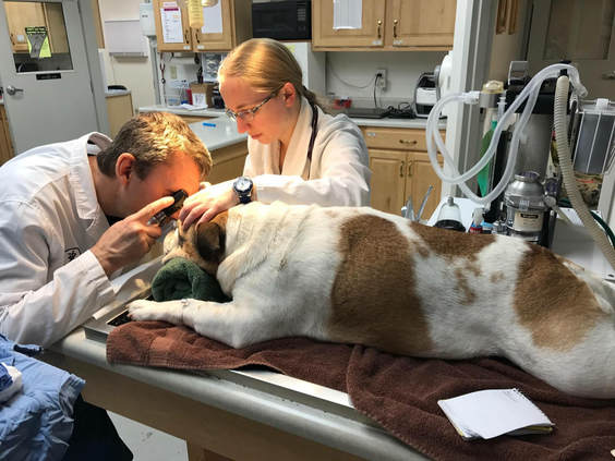 Dog Exam Dog Exam